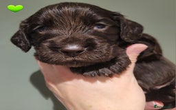 Cocker Spaniel dogs for sale: Litter of 7 - Image 17
