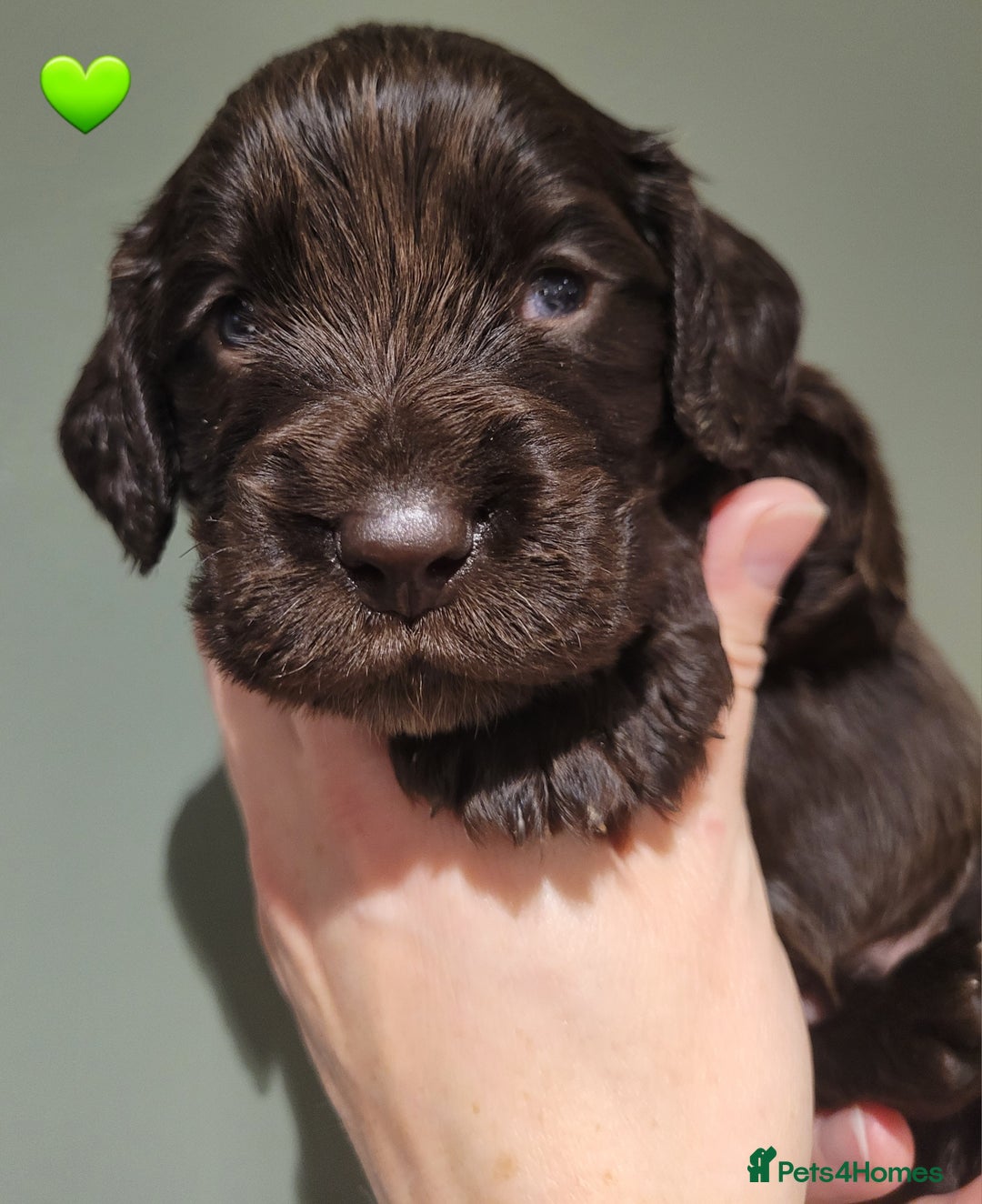 Cocker Spaniel dogs for sale: Litter of 7 - Image 17