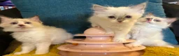 Ragdoll cats for sale: Pure ragdoll 7 weeks old clearance sale London  - Advert 9
