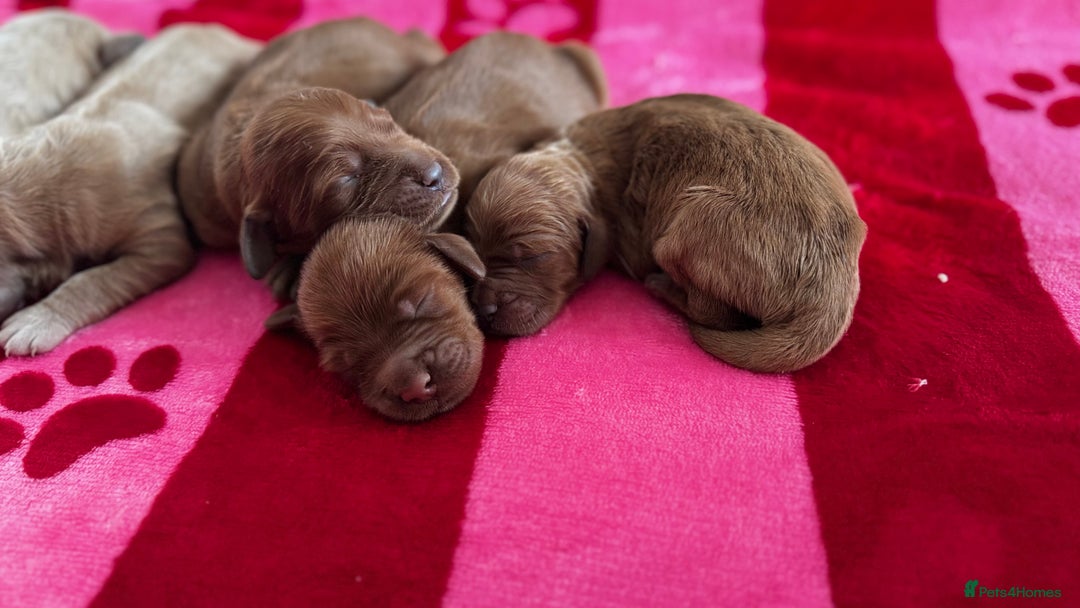 Goldendoodle dogs for sale: Golden doodle puppy’s for sale  - Advert 15