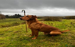 Labrador Retriever dogs for stud: KC REG FULLY HEALTH TESTED WORKING DARK RED STUD in Hawes - Image 20