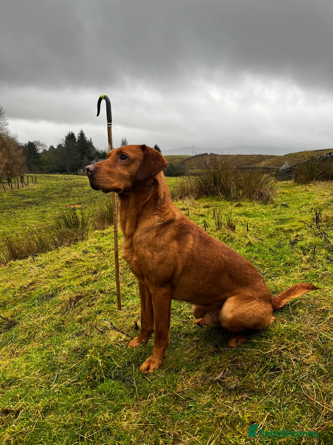 Labrador Retriever dogs for stud: KC REG FULLY HEALTH TESTED WORKING DARK RED STUD in Hawes - Advert 20