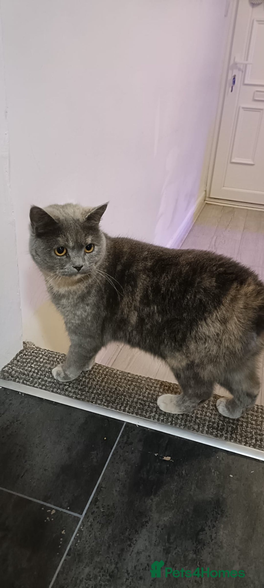 Persian cats for sale: Persian blue - Advert 15