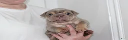 English Bulldog dogs for sale: ⭐️⭐️⭐️ EXCEPTIONAL ENGLISH BULLDOG PUPPIES ⭐️⭐️⭐️ - Advert 10
