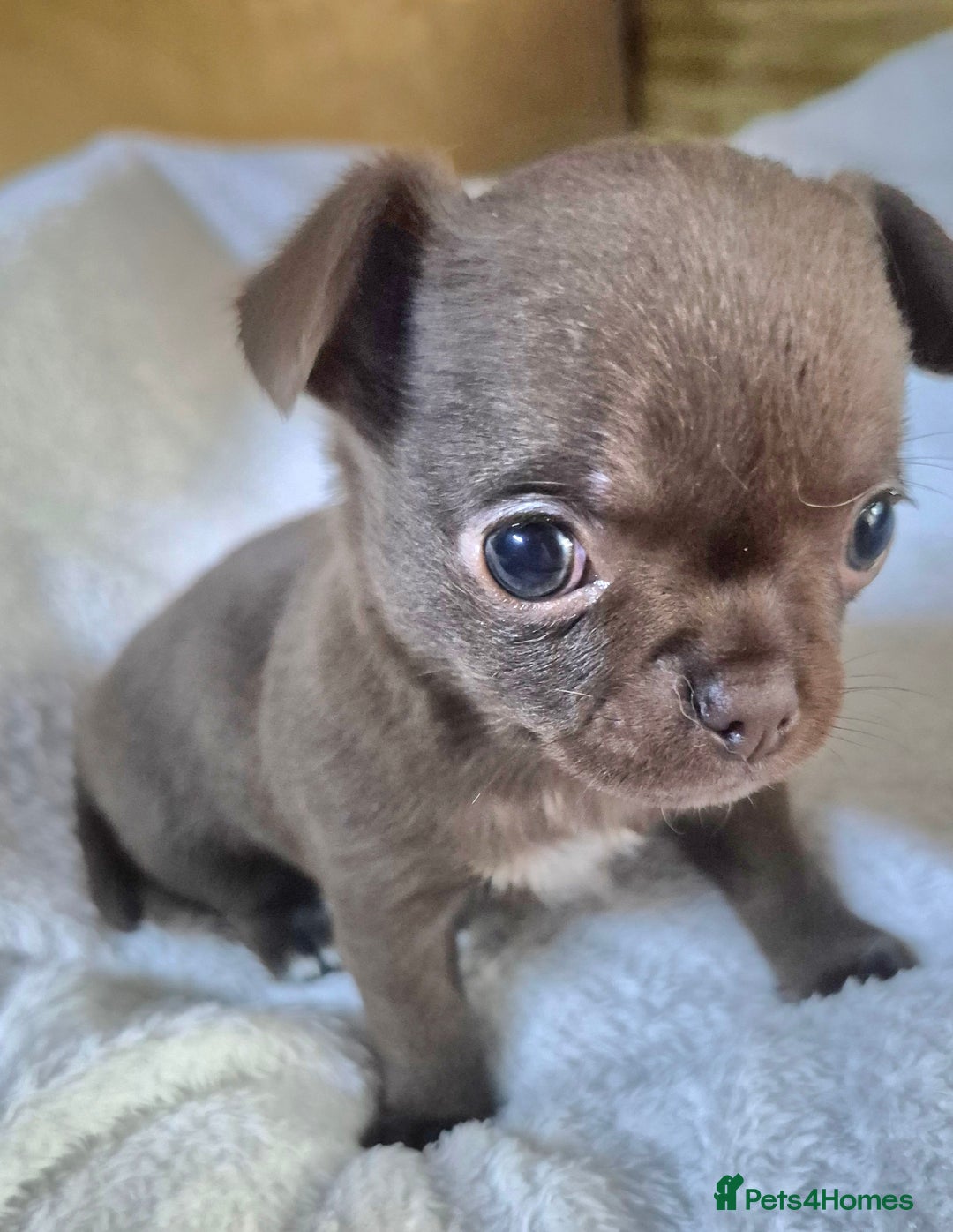 Chihuahua dogs for sale: KC chihuahua puppies  - Advert 20