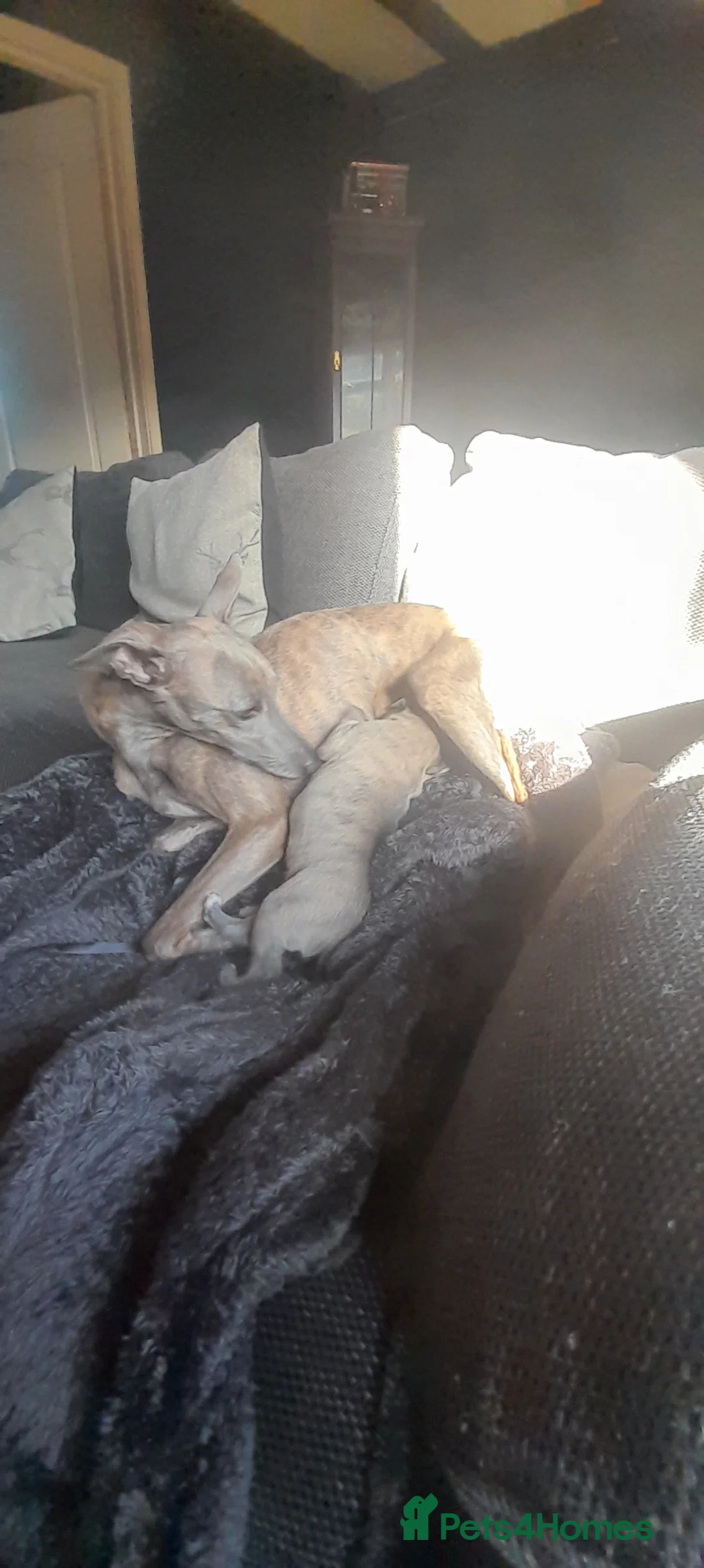 Whippet dogs for sale: Whippet  - Advert 13