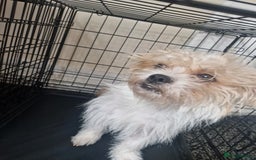 Mixed Breed dogs for sale: Beautiful boys  - Image 6