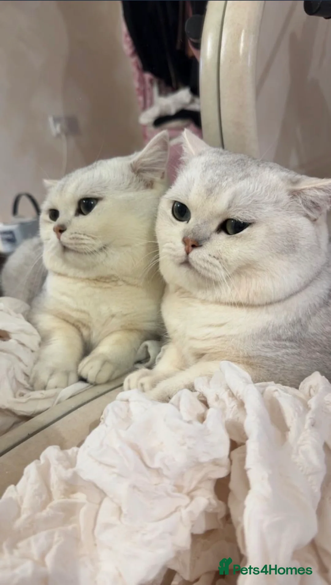 British Shorthair cats for sale: SALE: British shorthair male - Advert 12