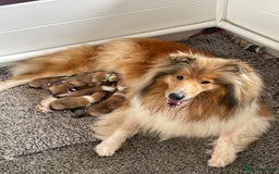 Rough Collie dogs for sale: KC Registered sable and white rough collie ouppies - Image 9