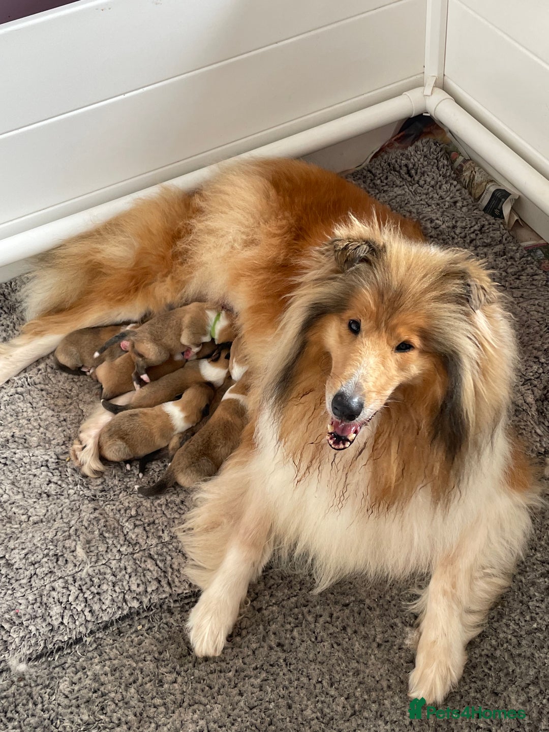 Rough Collie dogs for sale: KC Registered sable and white rough collie ouppies - Image 9