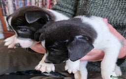 Mixed Breed dogs for sale: Jack Russell x German spitz klein puppies - Advert 3