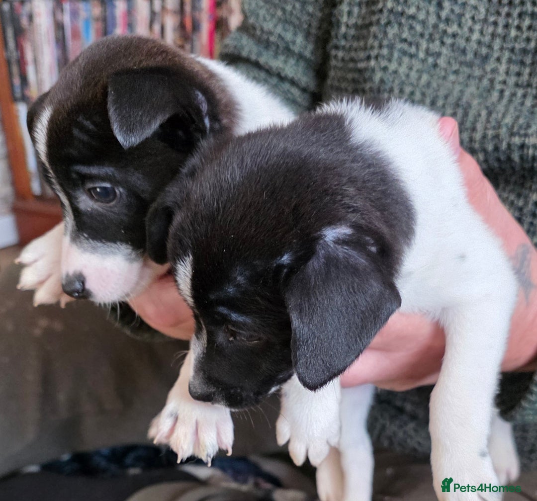 Mixed Breed dogs for sale: Jack Russell x German spitz klein puppies - Advert 3