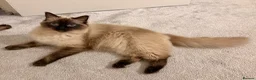 Ragdoll cats for sale: Female ragdoll kittens  - Advert 7