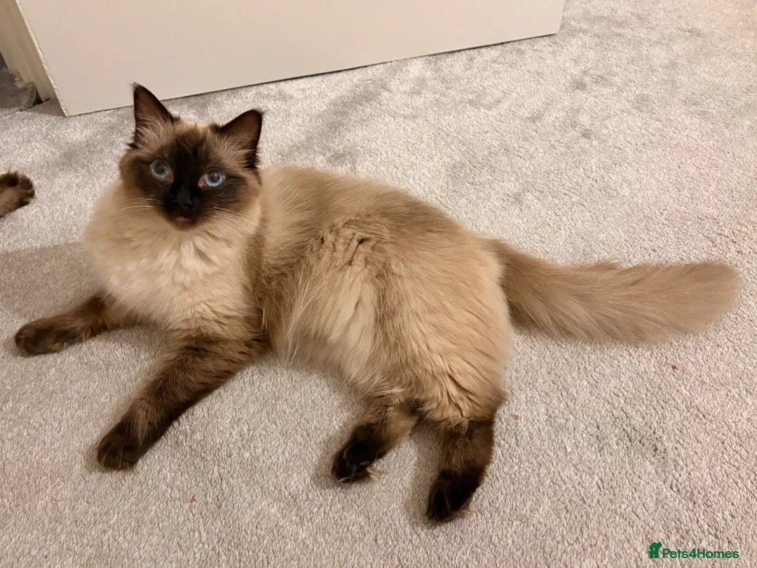 Ragdoll cats for sale: 2 Female ragdoll sisters to go together - Advert 8