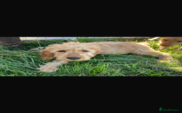 Mini Goldendoodle dogs for sale: F1 Goldendoodle puppies  - Image 8