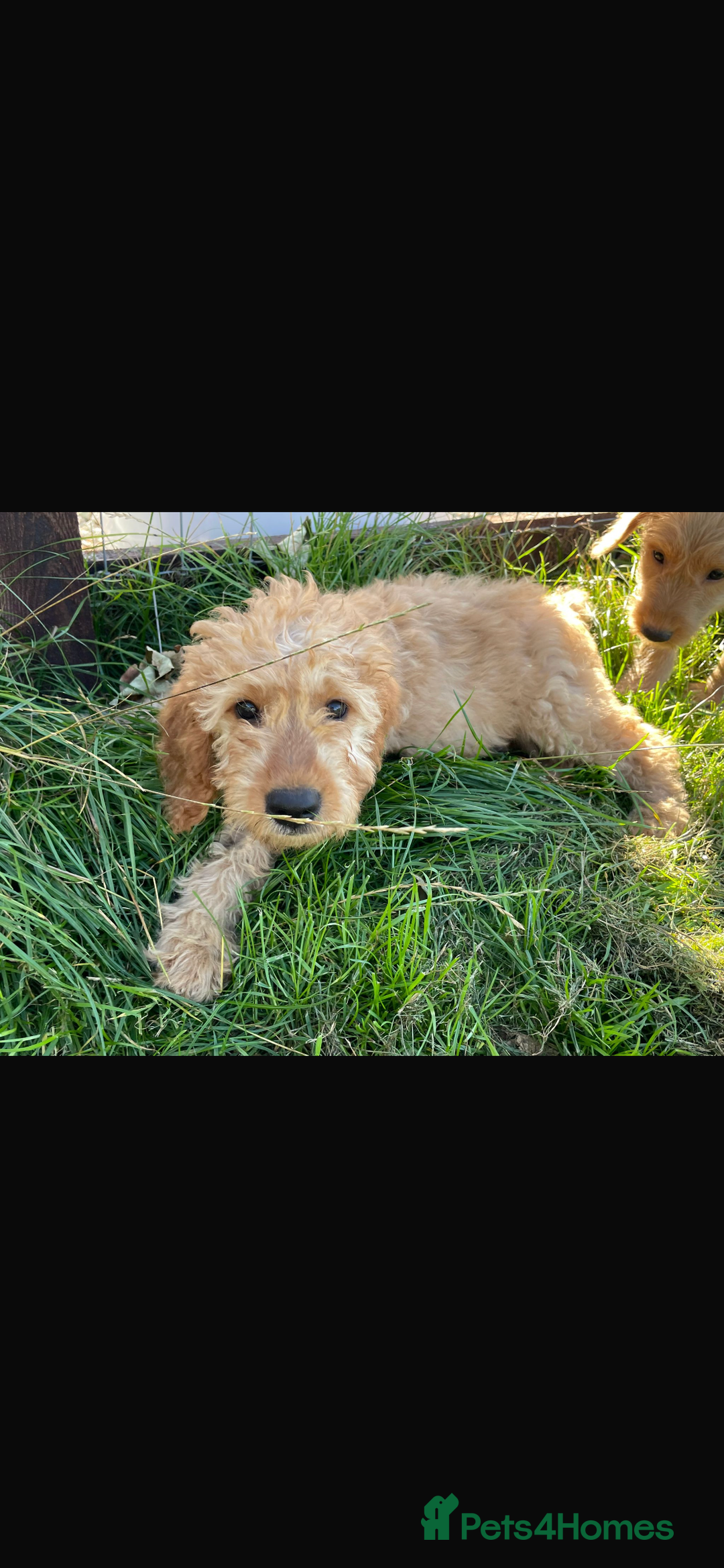 Mini Goldendoodle dogs for sale: F1 Goldendoodle puppies  - Image 8