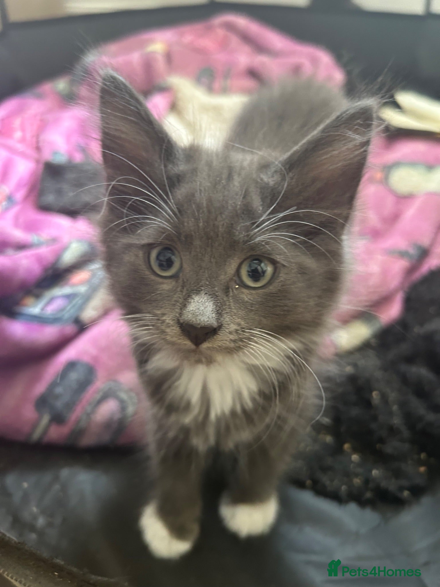 Mixed Breed cats Beautiful boy kittens  - Advert 1