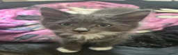 Mixed Breed cats for sale: Beautiful boy kittens  - Advert 1