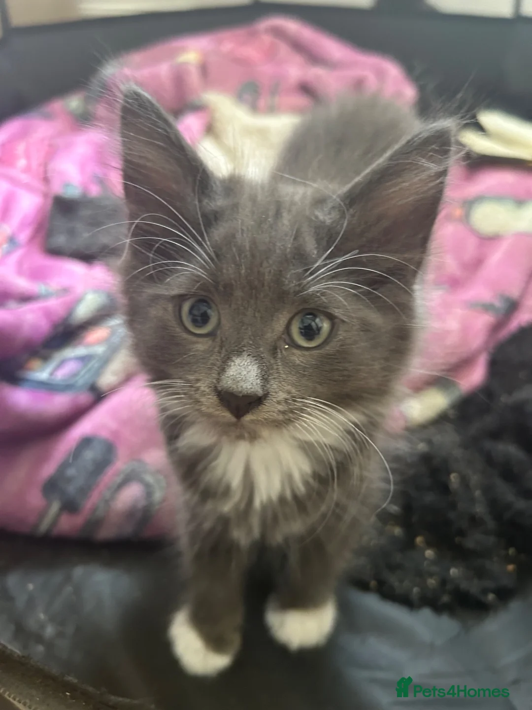 Mixed Breed cats for sale: Beautiful boy kittens  - Advert 1