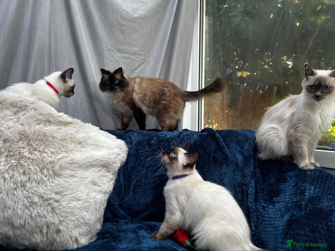Ragdoll cats for sale: 4 Gorgeous Ragdoll Kittens **Ready to go now** - Image 8