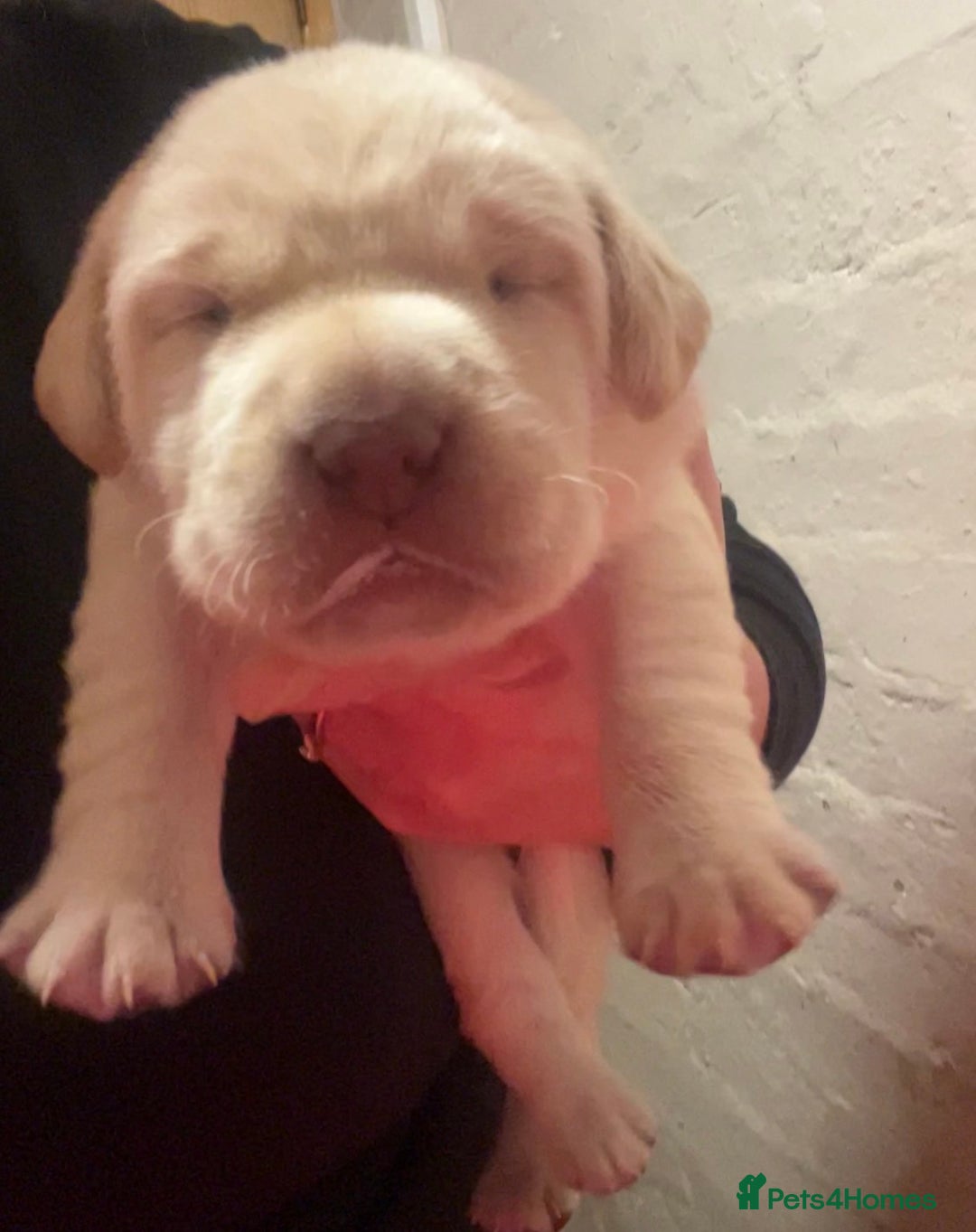 Labrador Retriever dogs for sale: 🌟 Fully vaccinated Chunky pedigree Labradors 🌟  - Advert 27