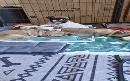 French Bulldog dogs for sale: French Bulldogs - Image 24