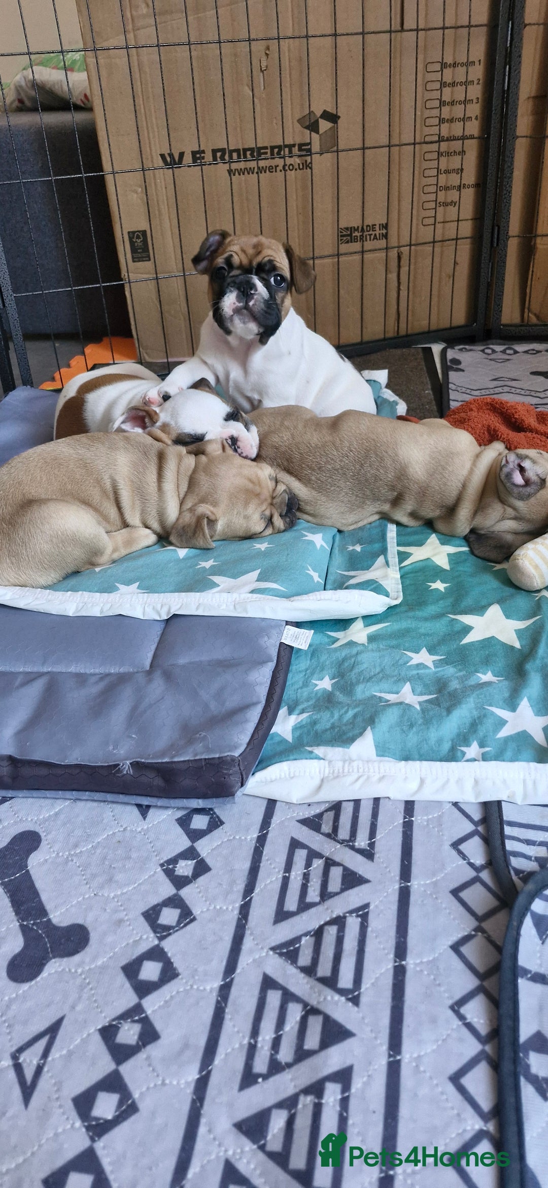 French Bulldog dogs for sale: French Bulldogs - Image 24