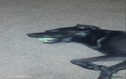 Labrador Retriever dogs for stud: Looking for a stud for my 3yr old lab - Image 8