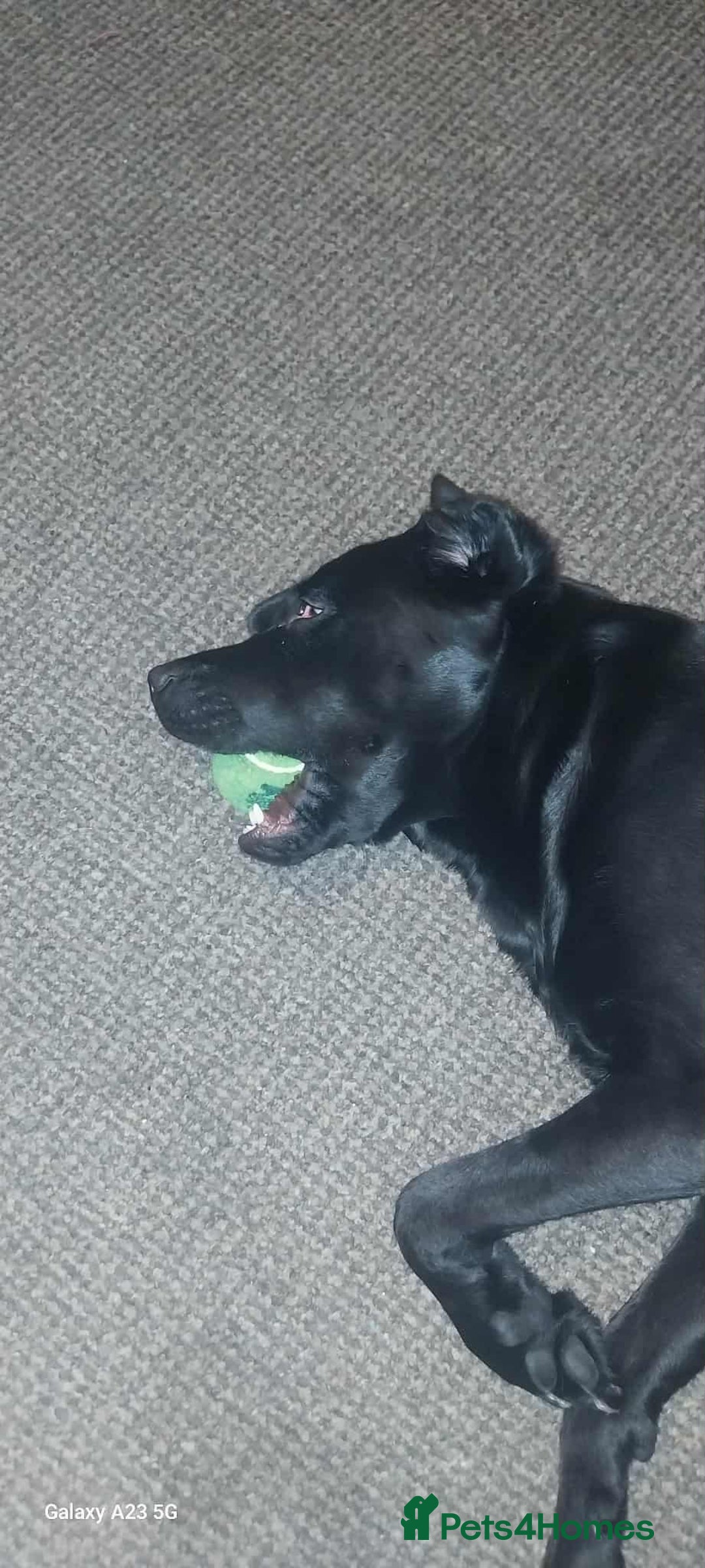Labrador Retriever dogs for stud: Looking for a stud for my 3yr old lab - Image 8