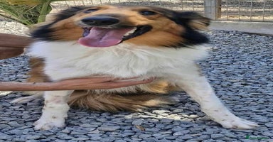 Rough Collie dogs Brin is looking for a loving home - Advert 14