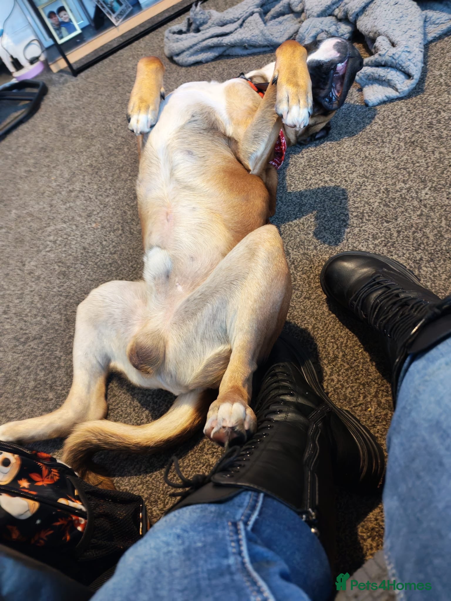 Mixed Breed dogs for sale: Active and Loving Boy Needing Loving Home  in Bury Saint Edmunds - Advert 4