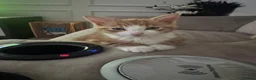 Domestic Shorthair cats for sale: Kitten for sale - Advert 5
