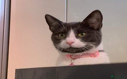 British Shorthair cats for sale: Boo - Grey & White (Female) 6 years old - Image 2