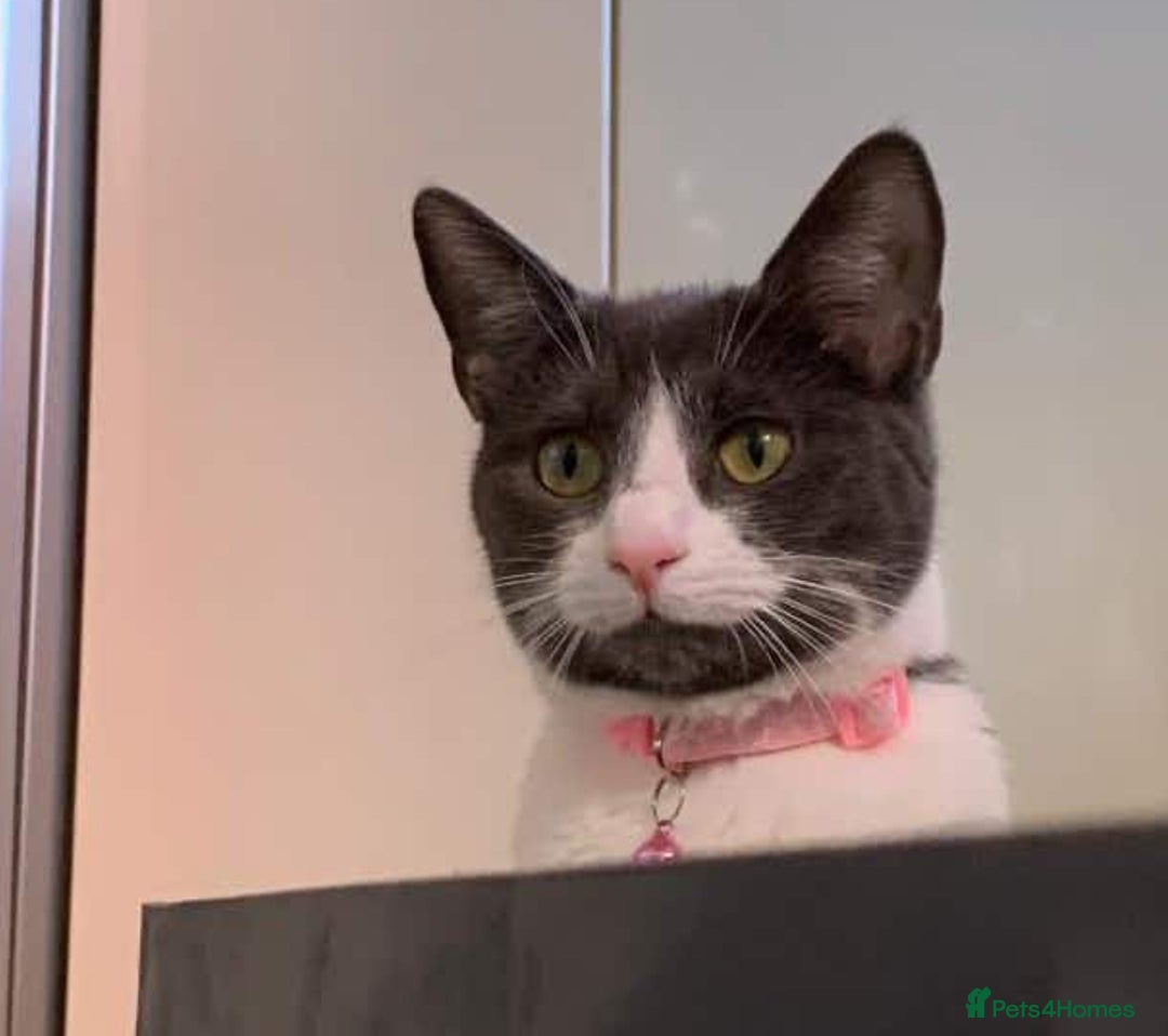 British Shorthair cats for sale: Boo - Grey & White (Female) 6 years old - Image 2