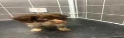 Cockapoo dogs for sale: Adorable cockapoo puppies  in Croydon - Advert 3