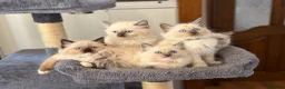Ragdoll cats for sale: 🐾 Ragdoll Kittens 🐾 - Advert 35
