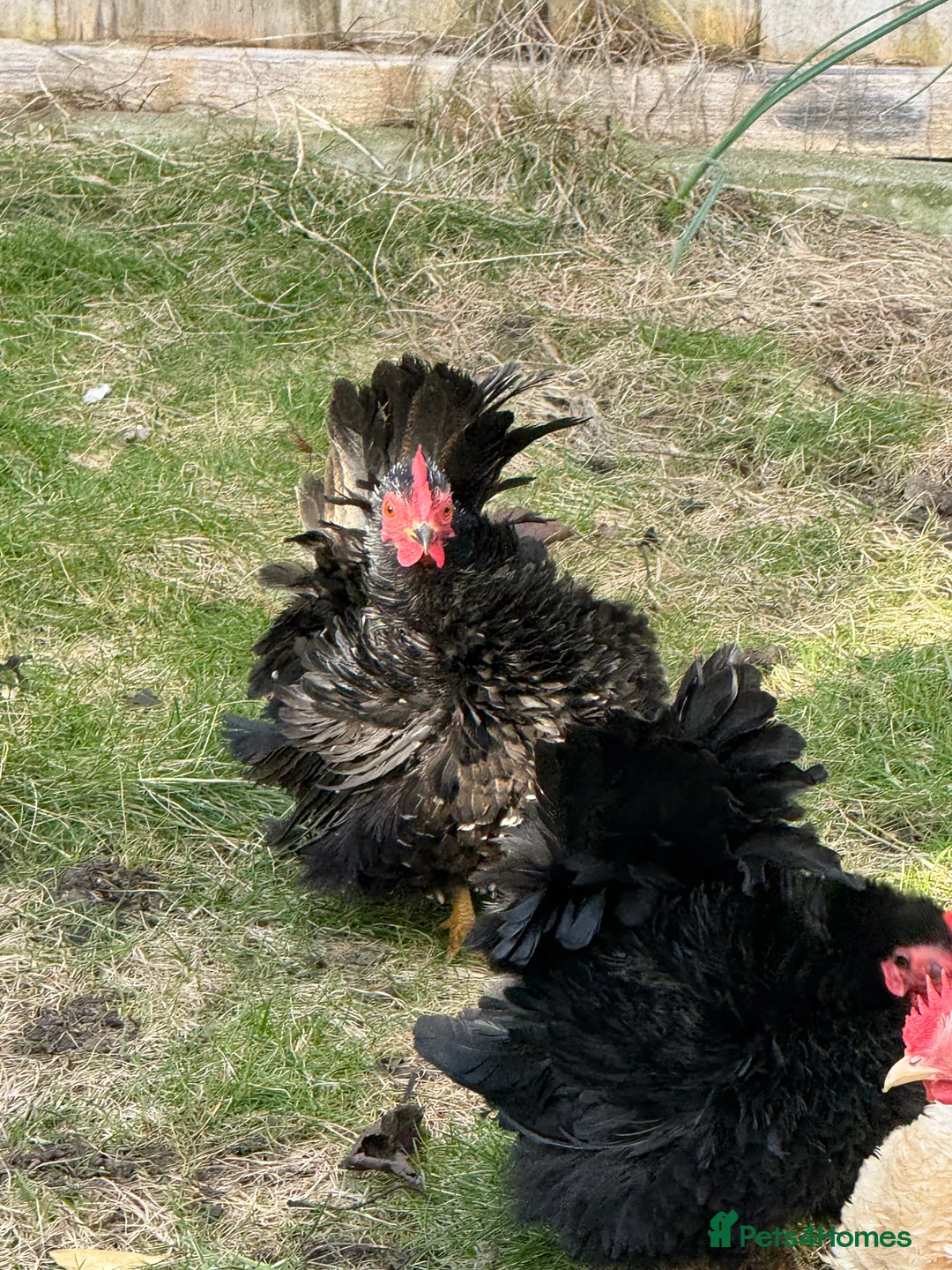 Mixed Breed birds for sale: A flock of pure show quality Seramas - Advert 7