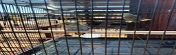 Budgerigars birds for sale: Budgerigars - Advert 5