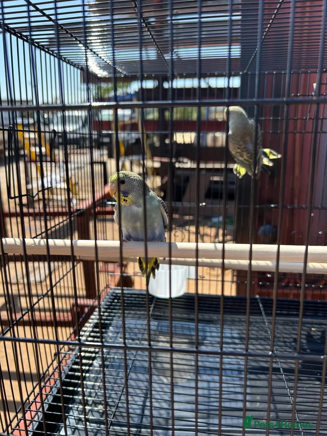 Budgerigars birds for sale: Budgerigars - Advert 5