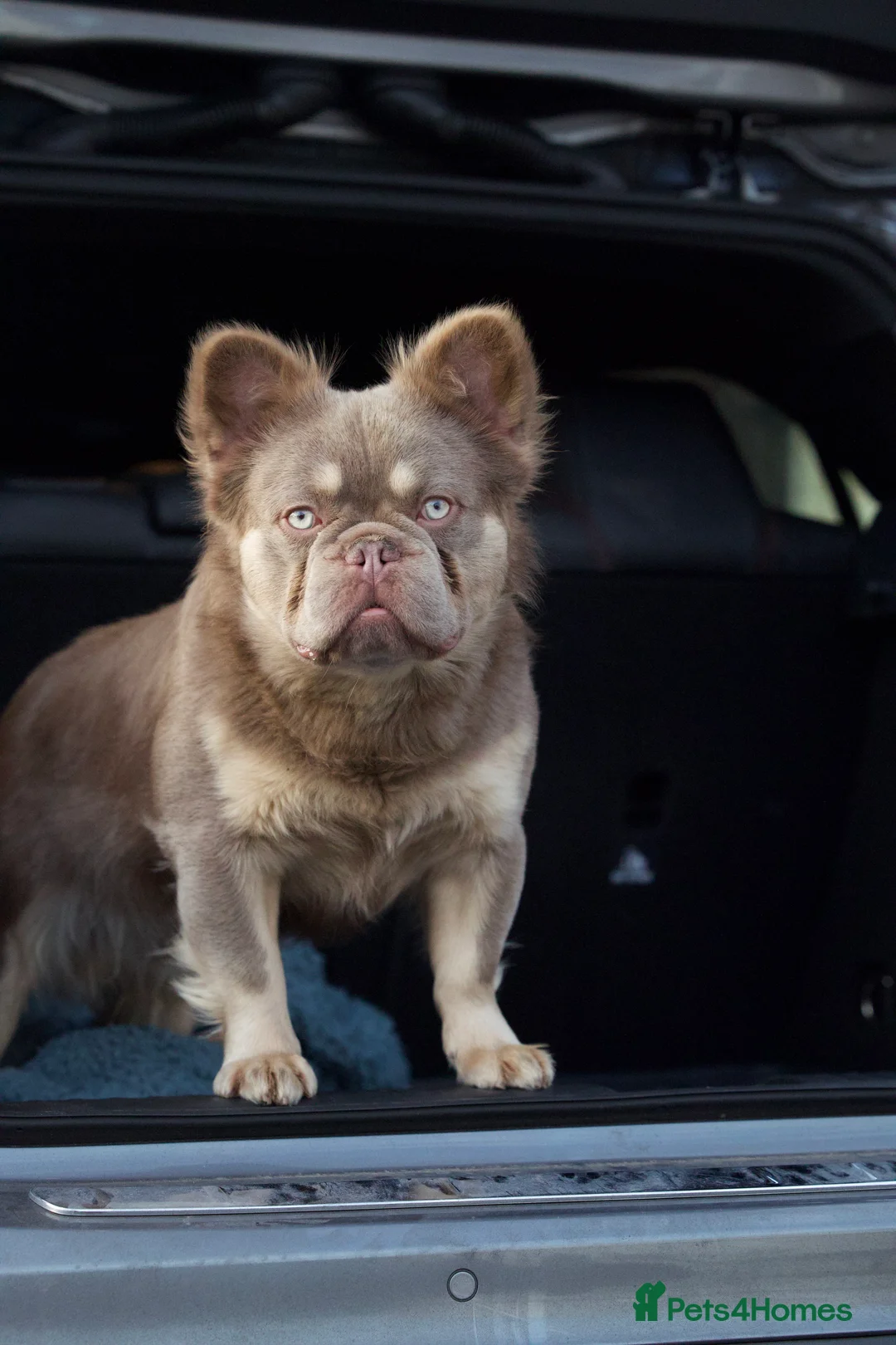 French Bulldog dogs for stud: New shade Isabella&tan visual fluffy carrying pink in Manchester - Advert 2