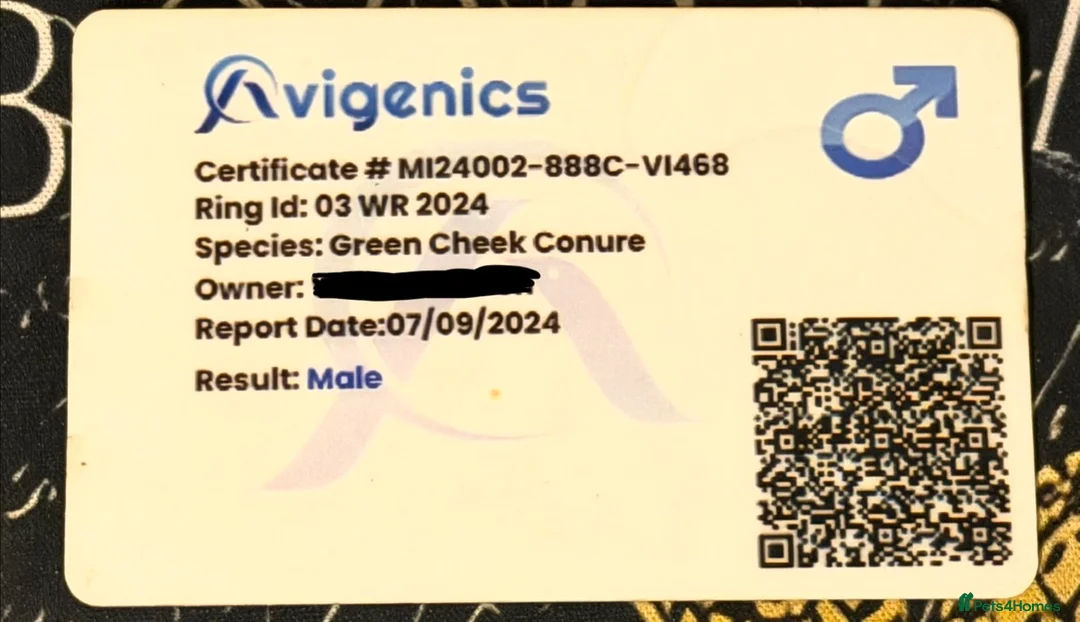 Conures birds for sale: Green cheek conure  - Advert 3