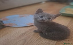 Russian Blue cats for sale: TICA Russian Blue Kittens Pedigree - Image 9