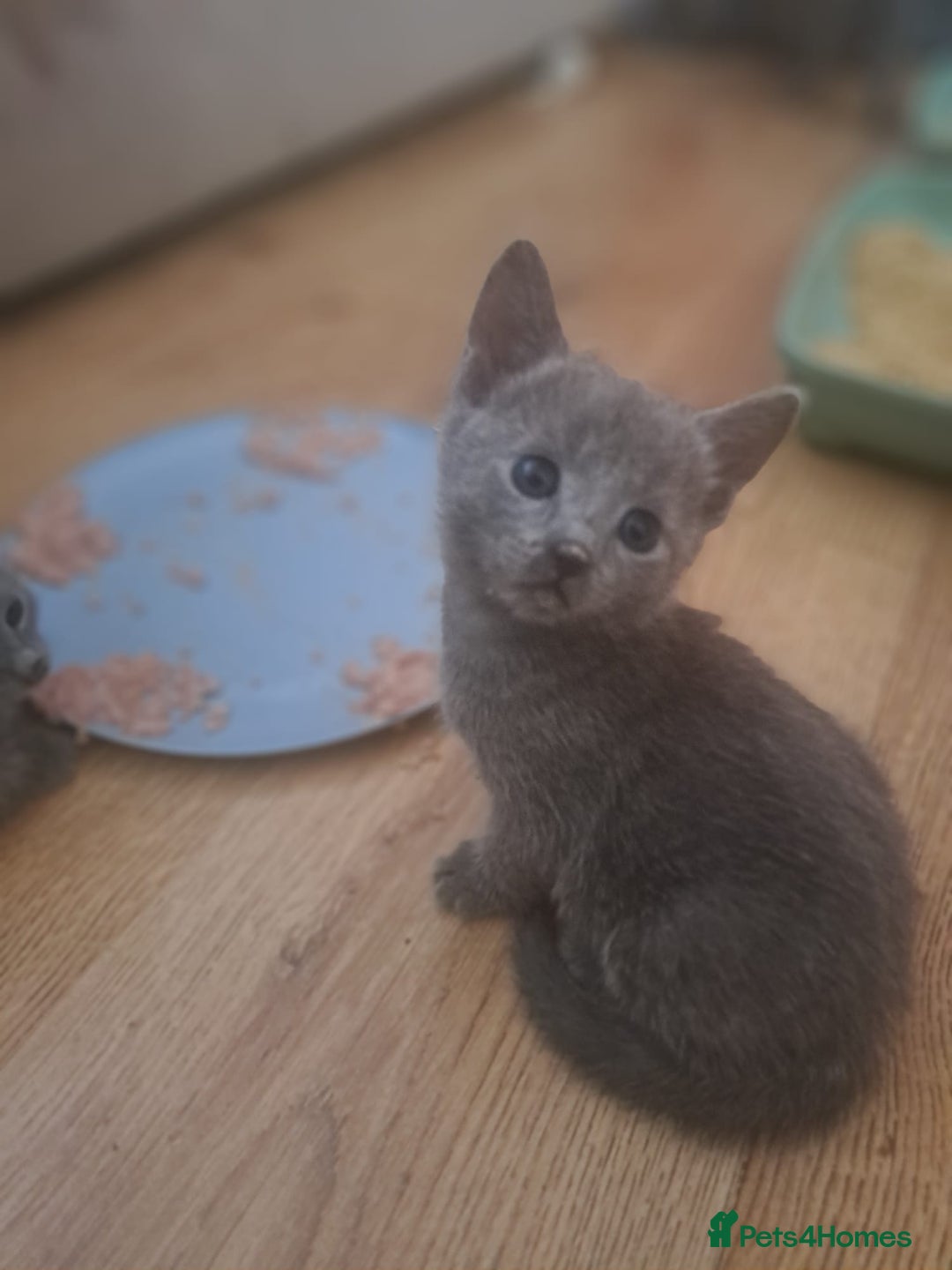 Russian Blue cats for sale: TICA Russian Blue Kittens Pedigree - Image 9