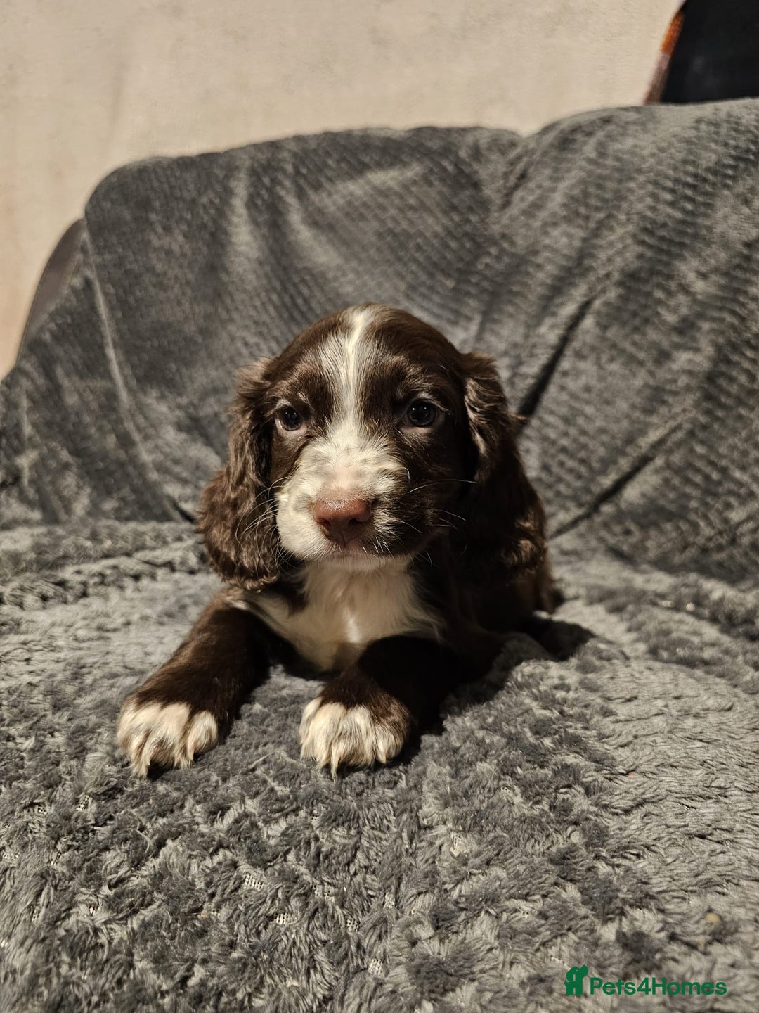 Cocker Spaniel dogs for sale: Cocker spaniels puppy's  - Advert 11