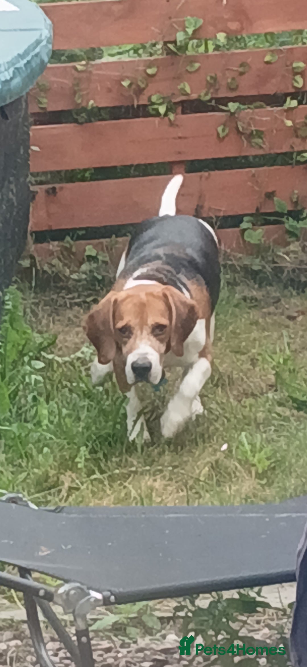 Beagle dogs for sale: Beagle (7 years) full of beans!! - Advert 3