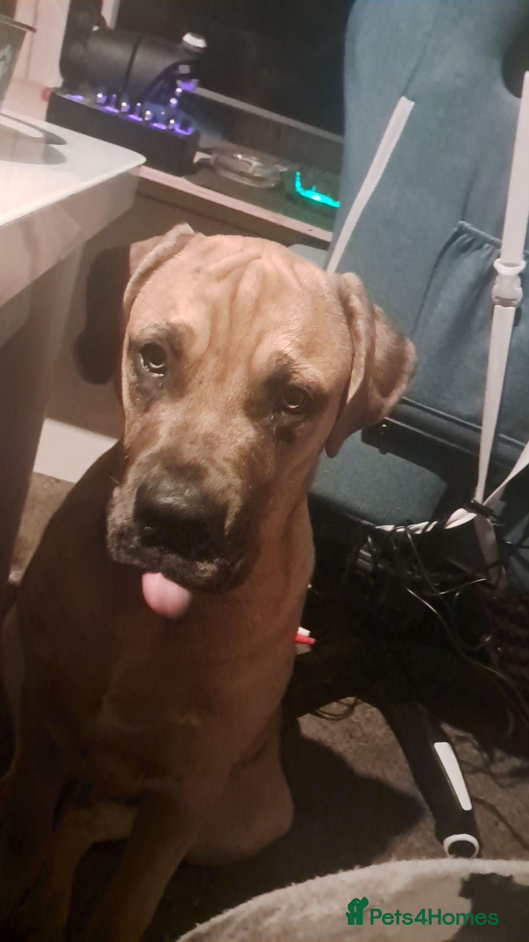 Cane Corso dogs for sale: Young cane corso available - Advert 3