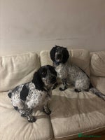 Sprocker dogs - Advert 5