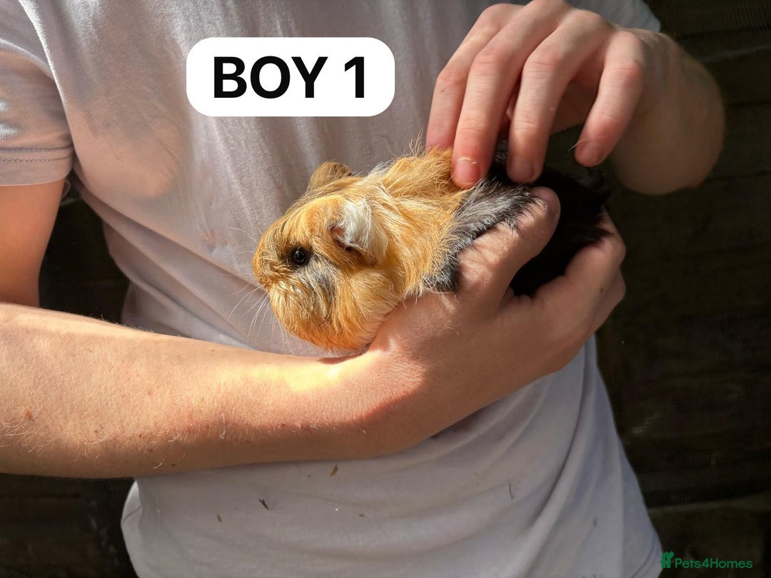 Guinea Pig rodents for sale: Take, Friendly, Beautiful Baby Guineas Ready Now - Image 4