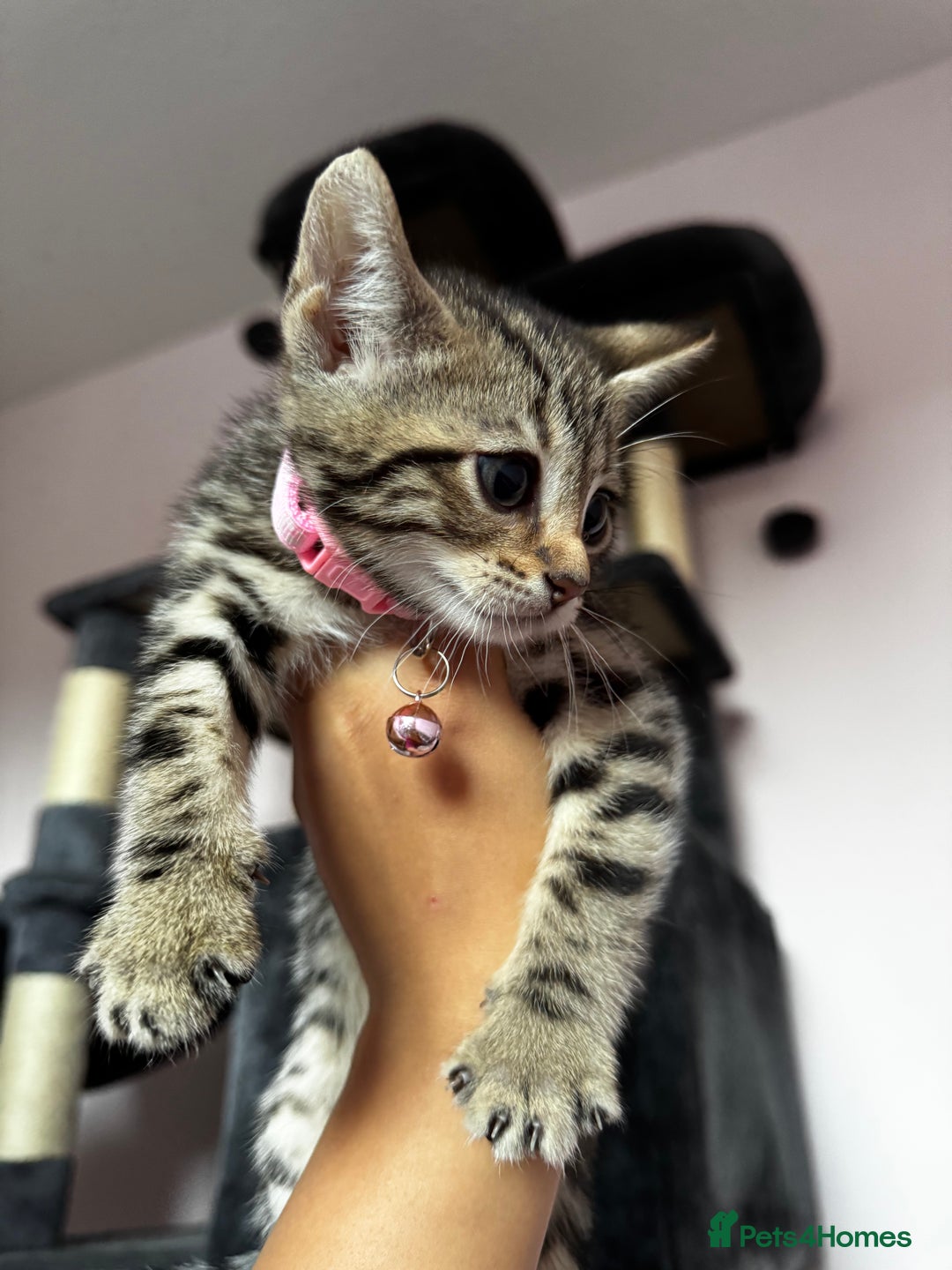 Bengal cats for sale: 🐆✨[REDUCED TO CLEAR!!] LAST THREE PURE BENGAL’S❤️ - Image 29