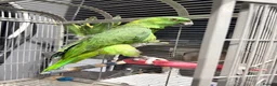 Parrots birds for sale: Yellow-naped Amazon parrot 🦜  - Advert 8